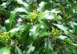 Jenis Varietas Cengkeh di Indonesia