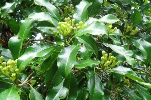 Jenis Varietas Cengkeh Di Indonesia