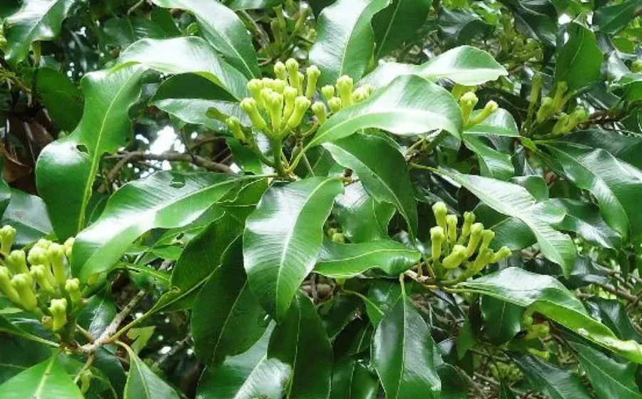 Jenis Varietas Cengkeh Di Indonesia