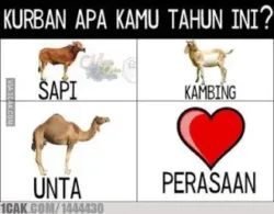 kumpulan-dp-bbm-meme-hewan-kurban-lucu-lengkap
