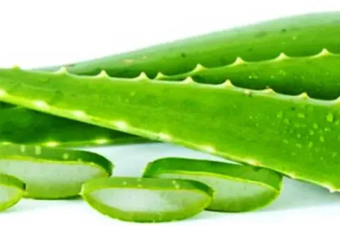 Cara Mudah Menghilangkan Ketombe Secara Alami Dengan Lidah Buaya