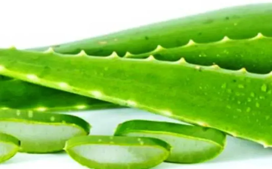 Cara Mudah Menghilangkan Ketombe Secara Alami Dengan Lidah Buaya