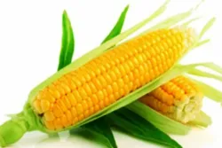 Manfaat Rambut Jagung untuk Kesehatan Ginjal, Kolesterol, Jantung
