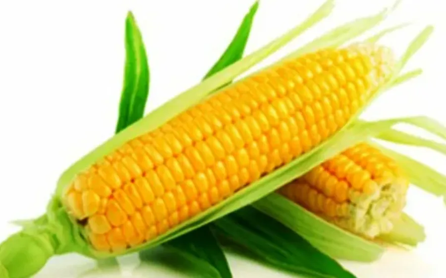 Manfaat Rambut Jagung Untuk Kesehatan Ginjal, Kolesterol, Jantung