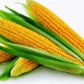 Berapa Harga Jagung Per Kg Terbaru Hari Ini Di Pasaran Jual Beli Jagung Per Kilo