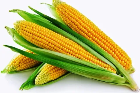 Berapa Harga Jagung Per Kg Terbaru Hari Ini Di Pasaran Jual Beli Jagung Per Kilo