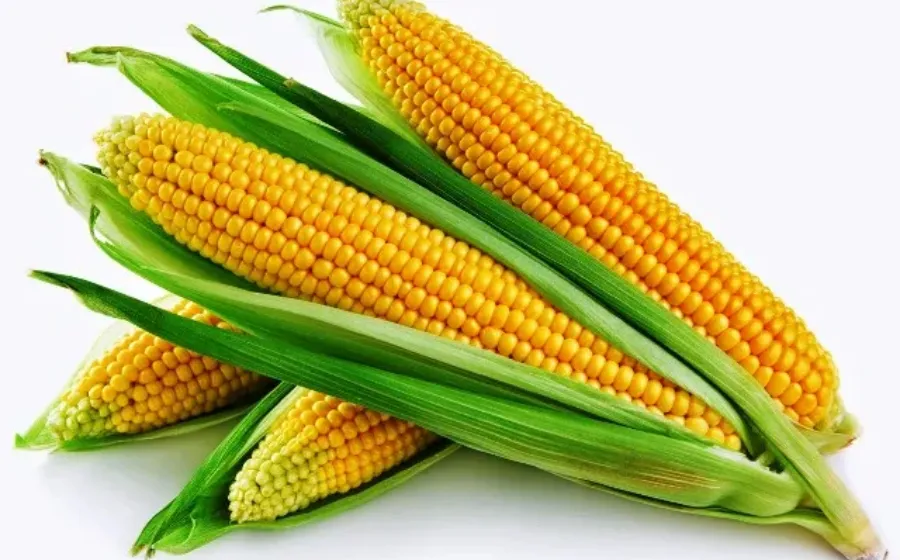 Berapa Harga Jagung Per Kg Terbaru Hari Ini Di Pasaran Jual Beli Jagung Per Kilo