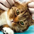 Cara Membersihkan Telinga Kucing Dengan Mudah Baik Benar