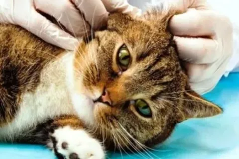 Cara Membersihkan Telinga Kucing Dengan Mudah Baik Benar