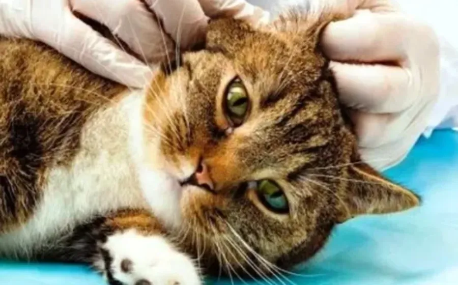 Cara Membersihkan Telinga Kucing Dengan Mudah Baik Benar