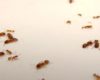 6 Cara Ampuh untuk Mengusir Semut di Rumah yang Bisa Dicoba
