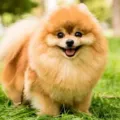 Cara Merawat Bulu Anjing Yang Lebat