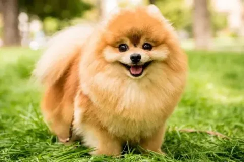 Cara Merawat Bulu Anjing Yang Lebat