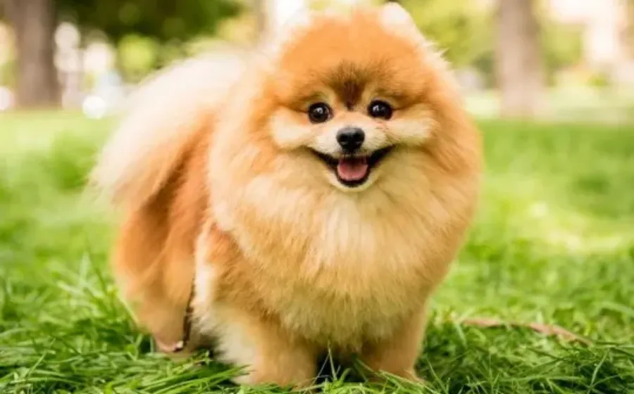 Cara Merawat Bulu Anjing Yang Lebat