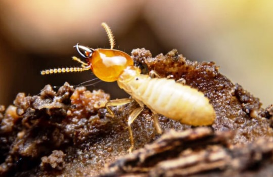 Bangunan Baru Bukan Berarti Aman dari Rayap