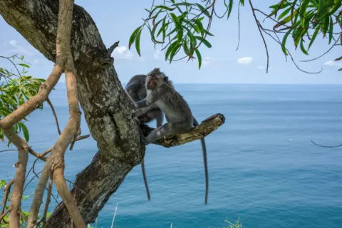 Pasangan menikmati pemandangan laut dari vila romantis di Bali saat liburan honeymoon